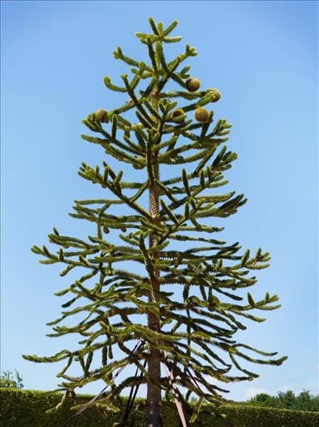Araucaria araucana