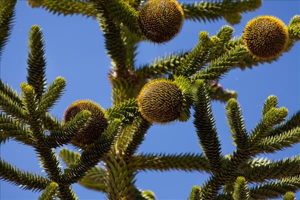 Araucaria araucana