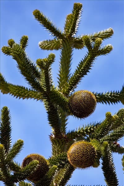 Araucaria araucana