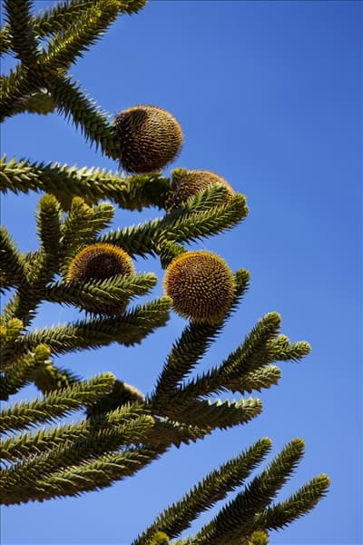 Araucaria araucana