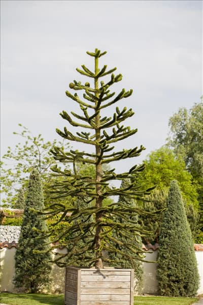 Araucaria araucana