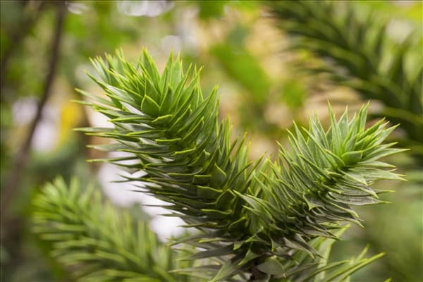 Araucaria araucana