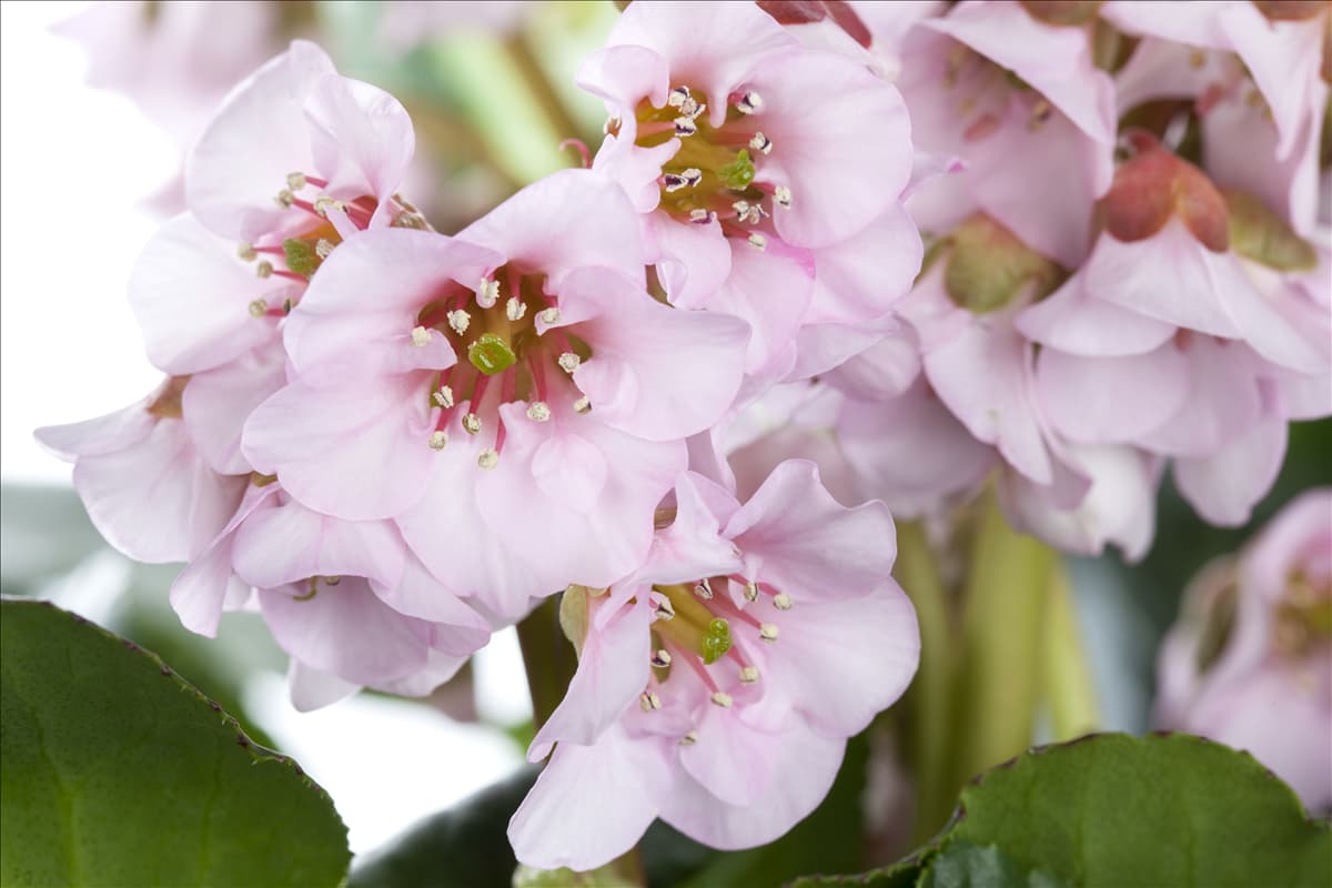 Bergenia