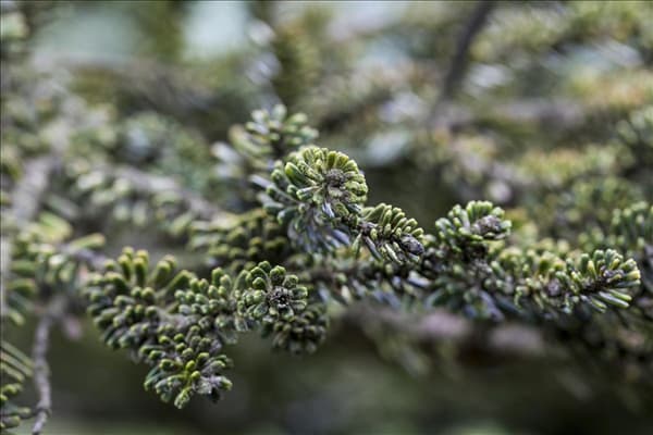 Abies koreana