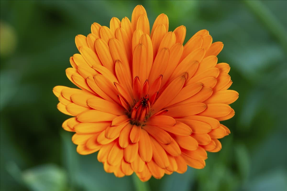 Calendula officinalis, gefüllt