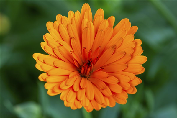 Calendula officinalis, gefüllt