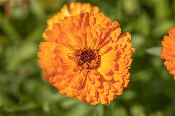 Calendula officinalis, gefüllt