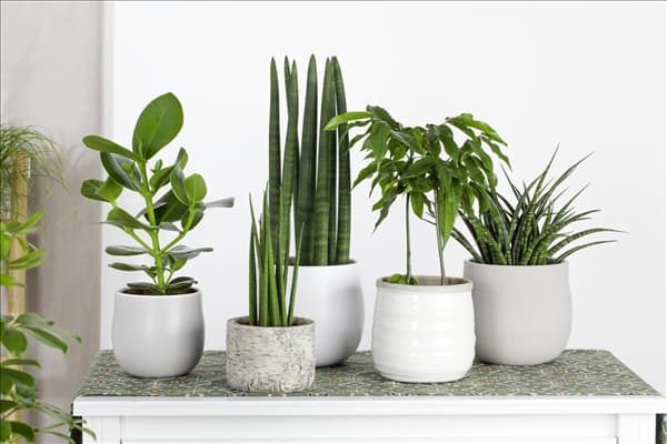 Sansevieria 'Fernwood Punk'