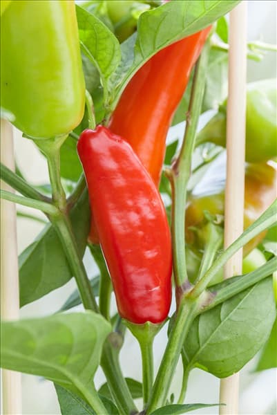 Capsicum annuum 'Snack-Paprika'