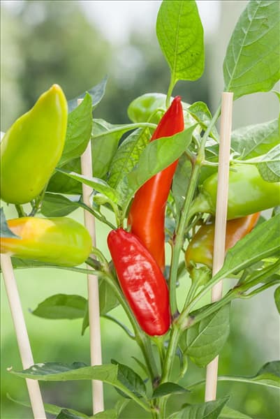 Capsicum annuum 'Snack-Paprika'