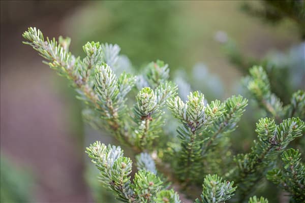 Abies koreana 'Molli'