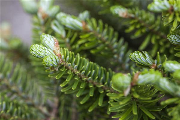 Abies koreana 'Molli'