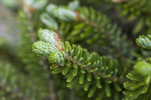 Abies koreana 'Molli'