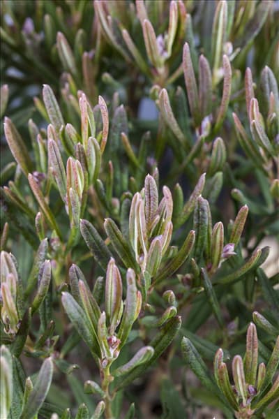 Andromeda polifolia 'Compacta'