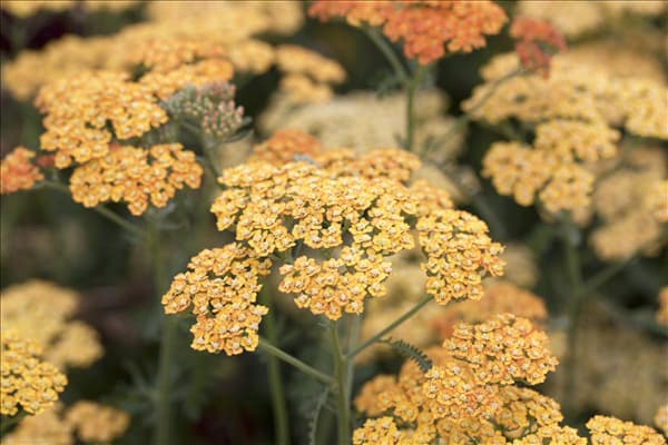 Achillea millefolium 'Terracotta'