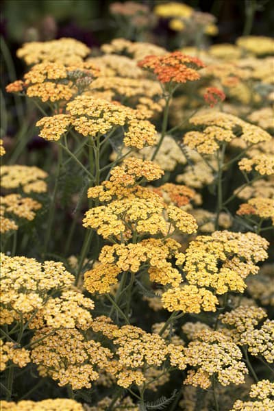 Achillea millefolium 'Terracotta'