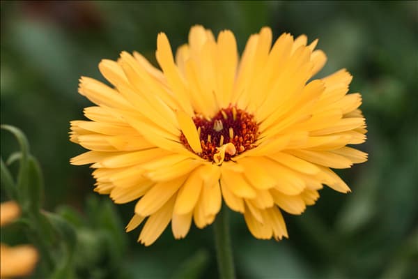 Calendula officinalis, gelb