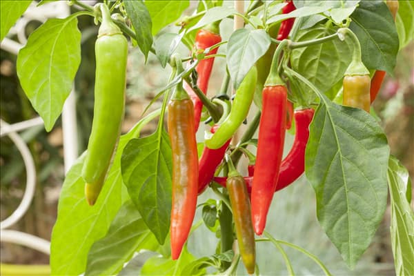 Capsicum annuum Pick a Hot®