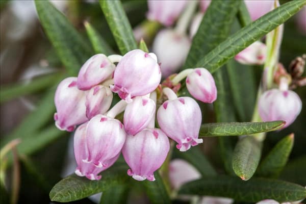 Andromeda polifolia 'Glauca'