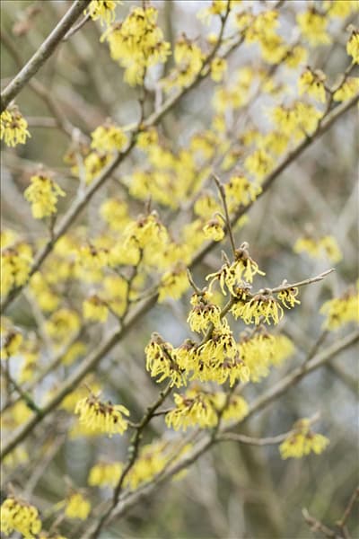 Hamamelis x intermedia 'Arnold Promise'