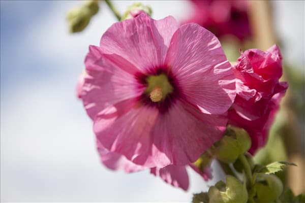 Alcea rosea, rosa