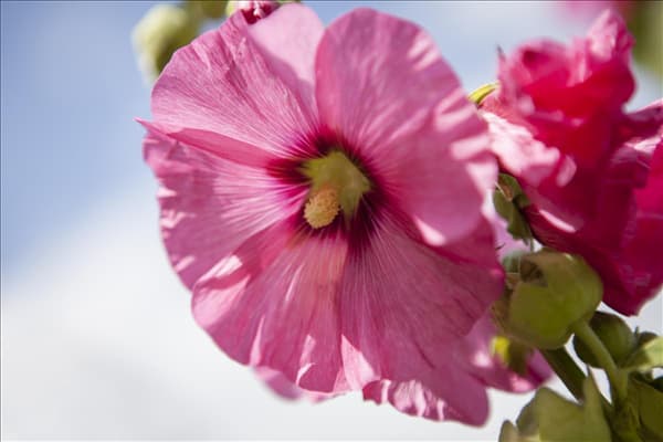 Alcea rosea, rosa