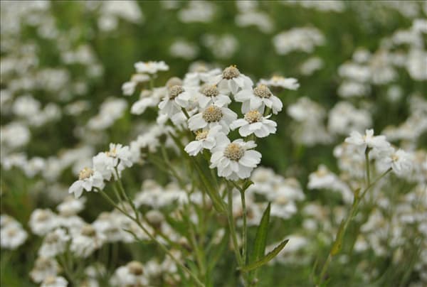 Achillea ptarmica