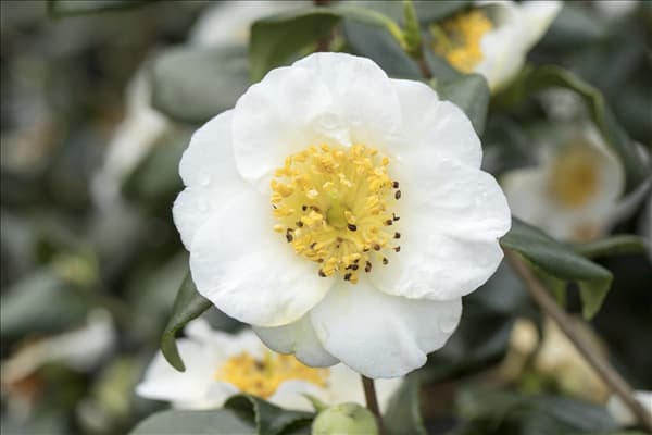 Camellia japonica, weiß