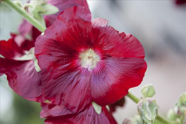 Alcea rosea, rot