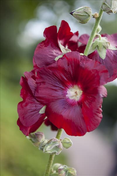 Alcea rosea, rot