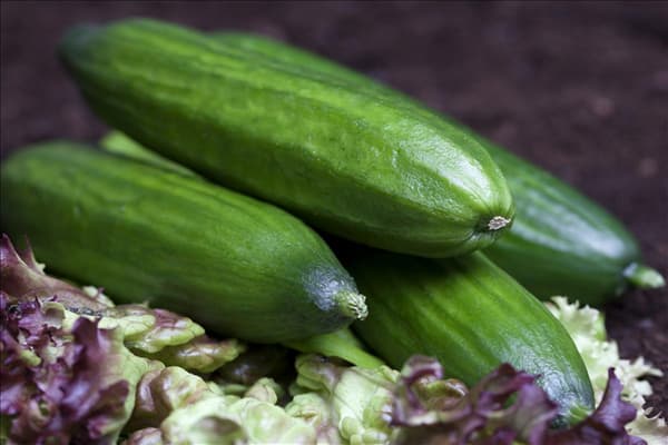 Cucumis sativus