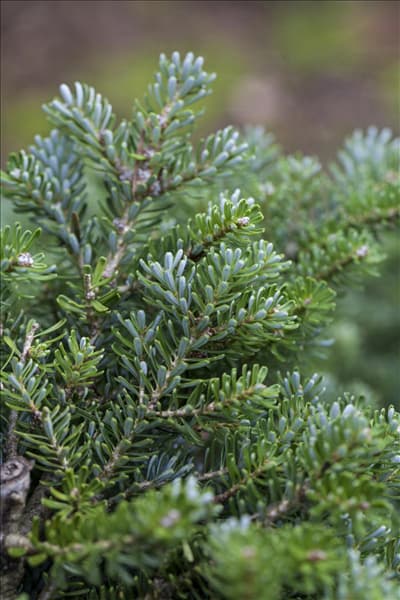 Abies koreana 'Silberperl'