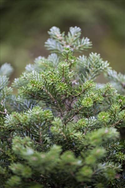 Abies koreana