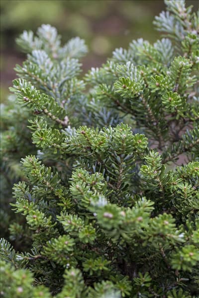 Abies koreana 'Silberperl'