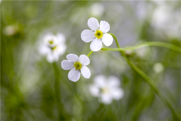 Androsace salicifolia