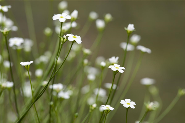 Androsace septentrionalis