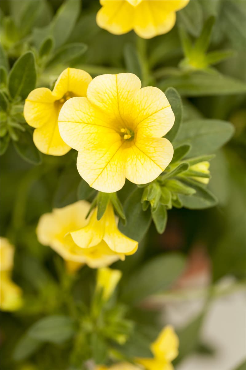 Calibrachoa 'Celebration'®