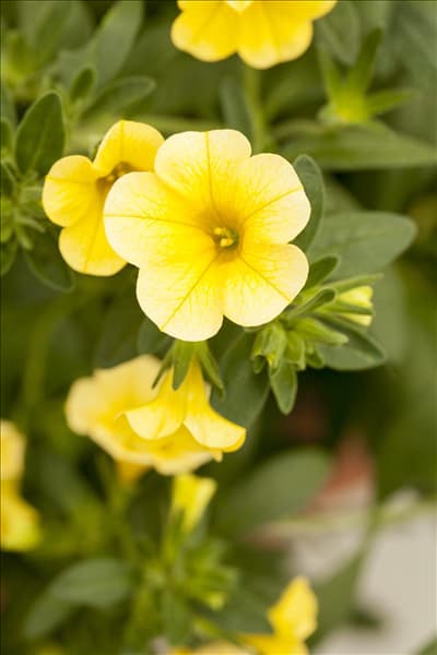 Calibrachoa 'Celebration'®