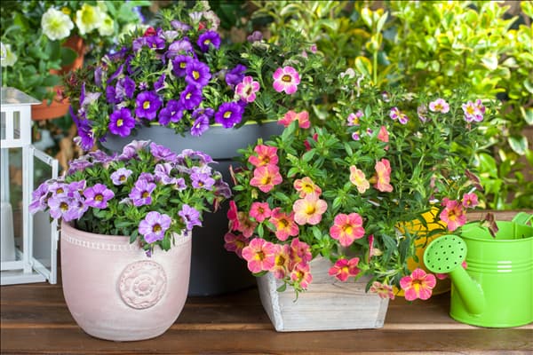 Calibrachoa