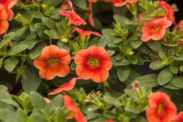 Calibrachoa 'Celebration'®