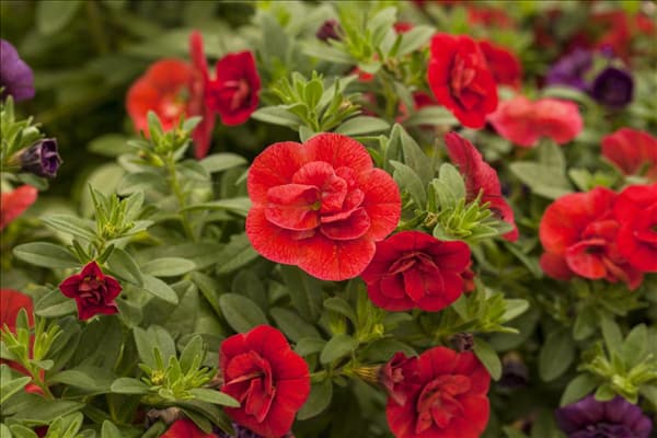 Calibrachoa 'Celebration'®