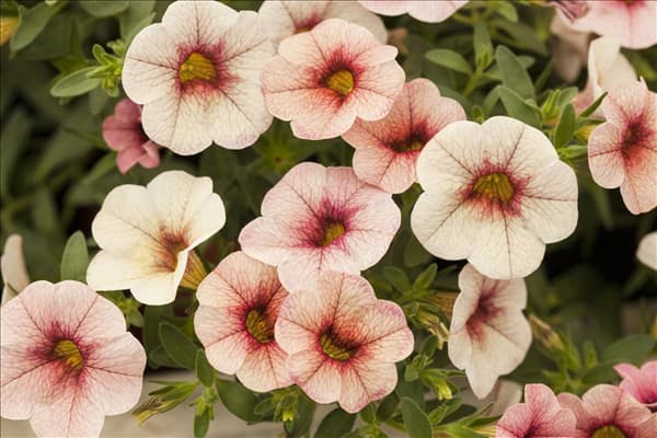Calibrachoa 'Celebration'®