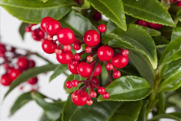 Ardisia crenata