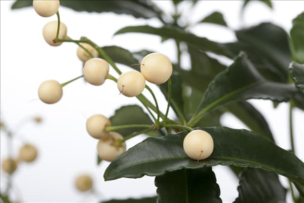 Ardisia crenata