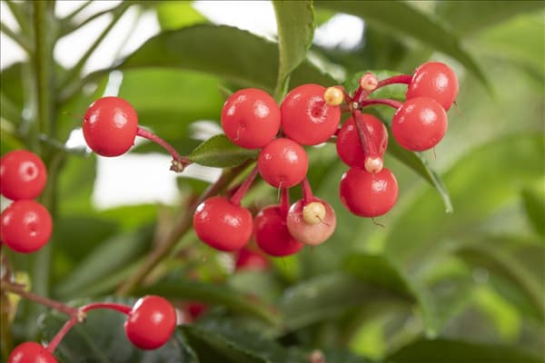 Ardisia crenata