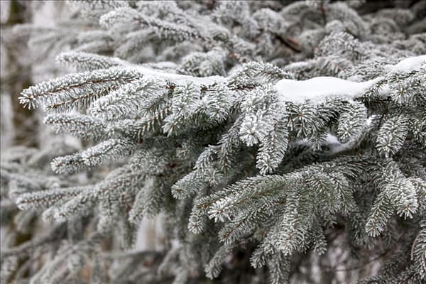 Abies nordmanniana