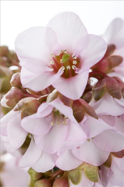 Bergenia