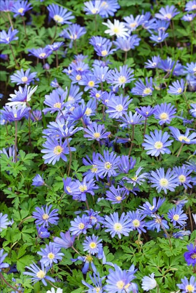 Anemone blanda