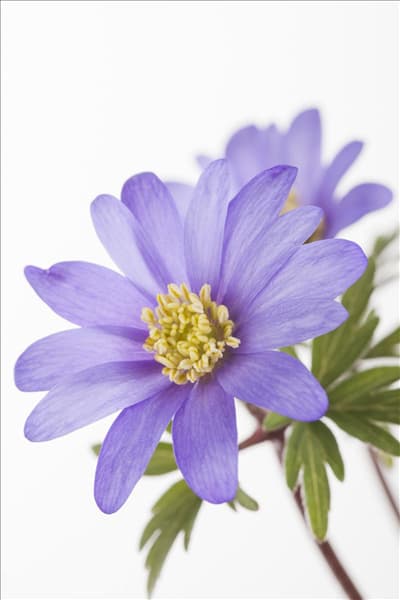 Anemone blanda