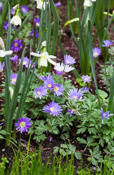Anemone blanda